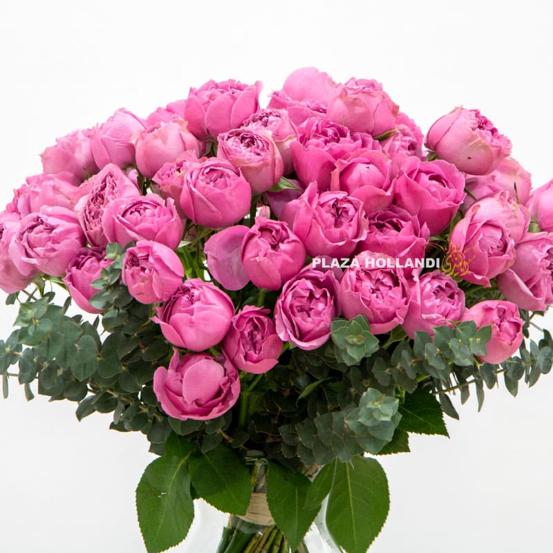 2.3 Misty bubble spray roses