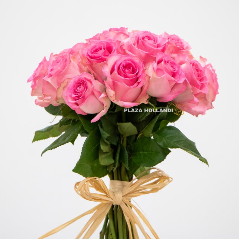 2 close up of pink roses