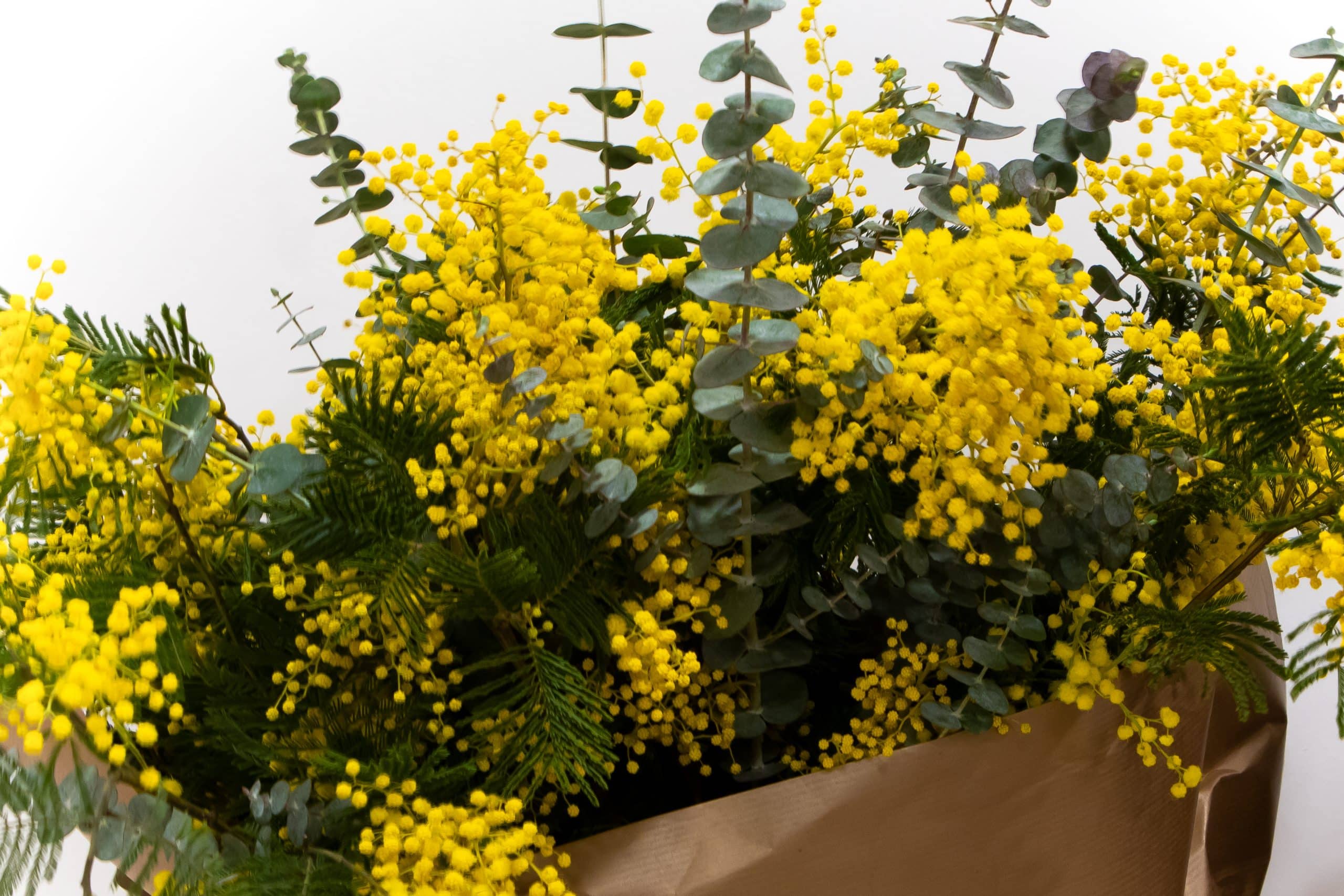 H Q 1 close up of mimosa