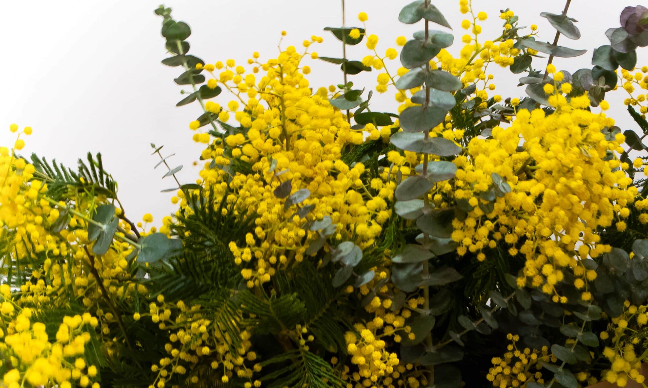 L Q 02 close up of mimosa