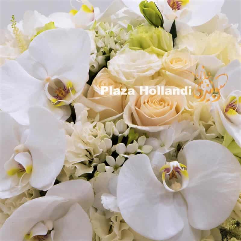 Q2 1 Plaza Hollandi box with white and cream flowers