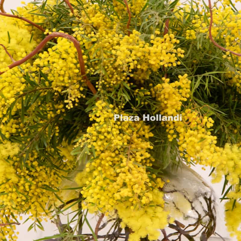 Y3 Mimosa