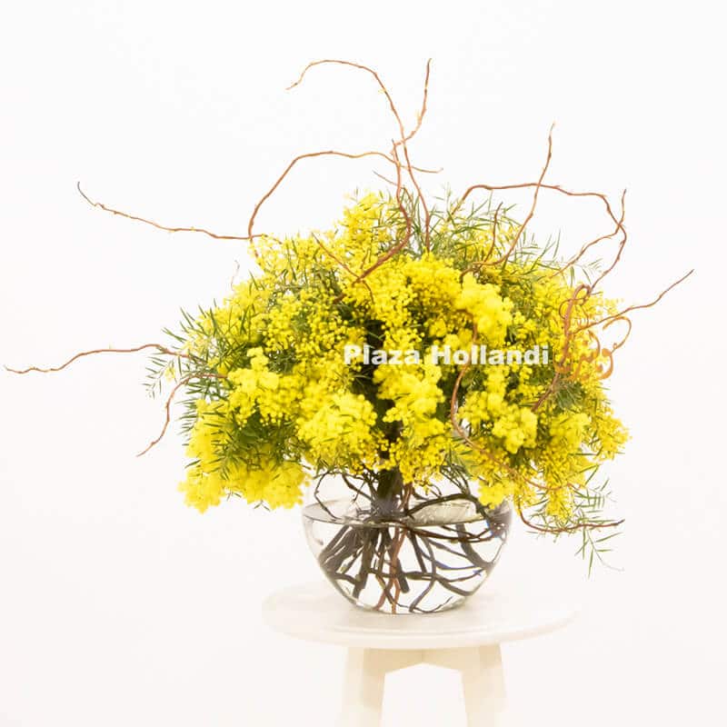 Y4 Mimosa bouquet in glass vase