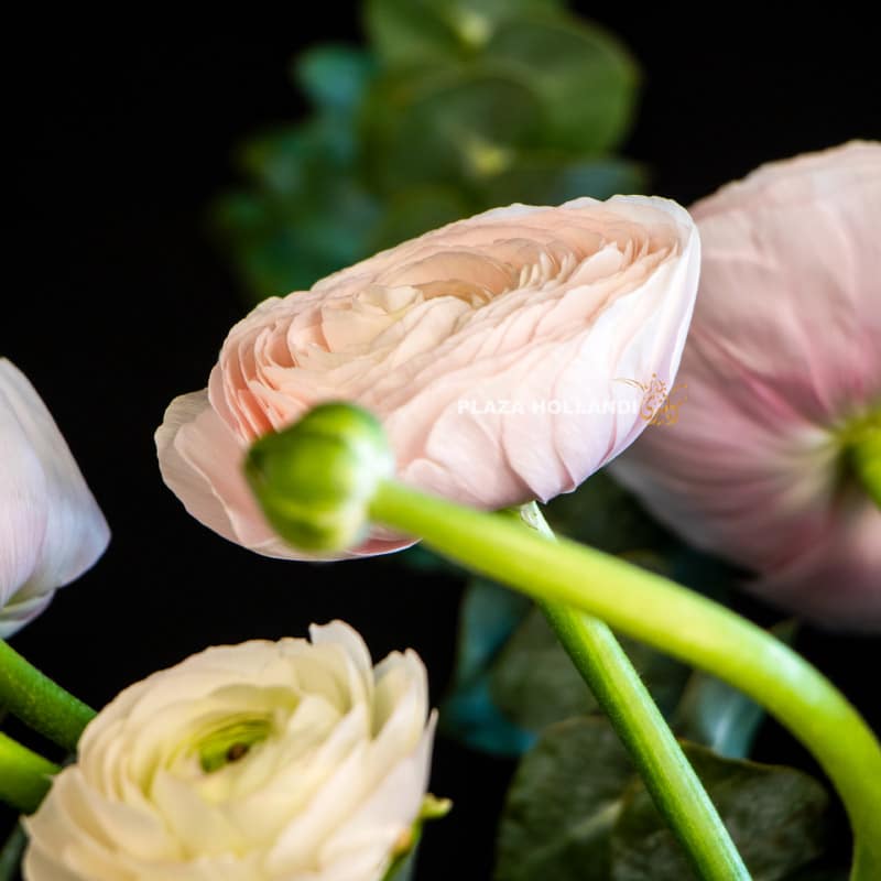 5.2 Cloe up of ranunculus