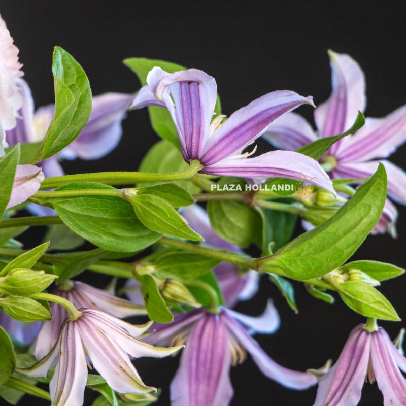 5.3 close up of clematis