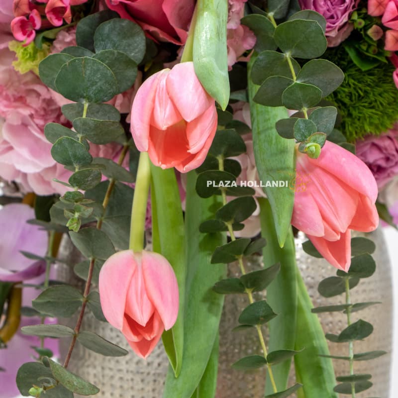 5.6 Close up of pink tulips