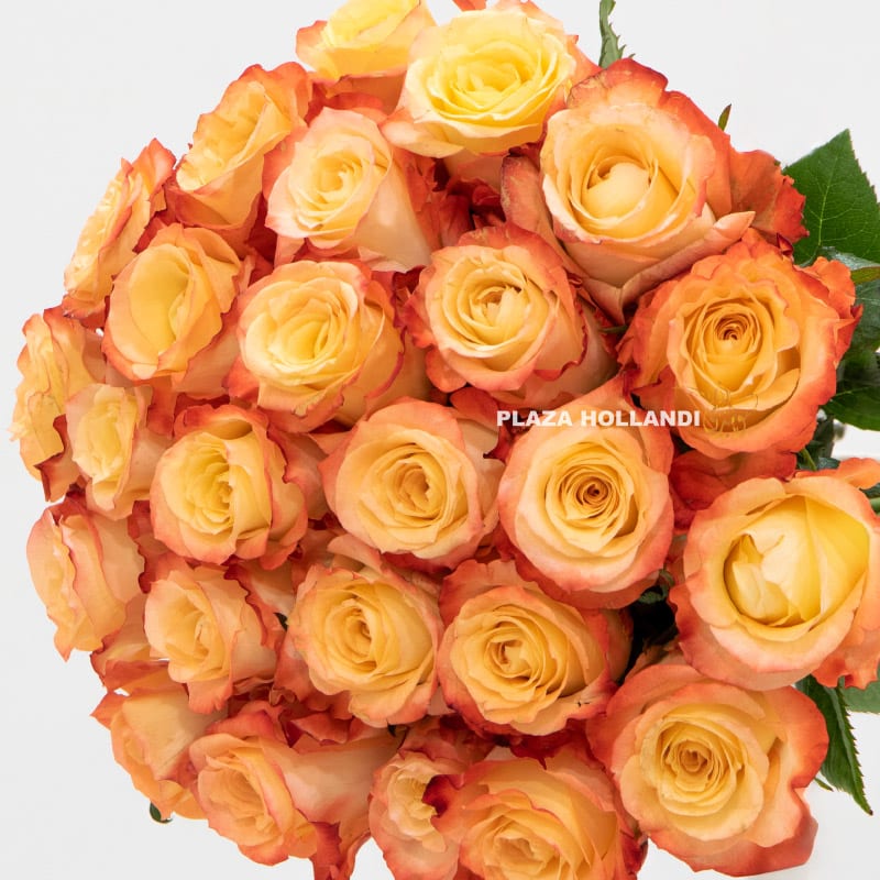 1.2 25 stems of orange roses