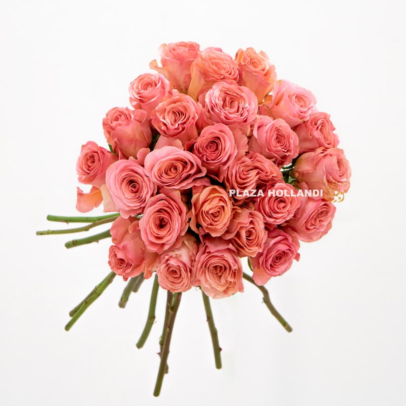 2 25 coral coloured roses
