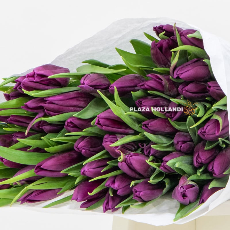 2.1 50 purple tulips