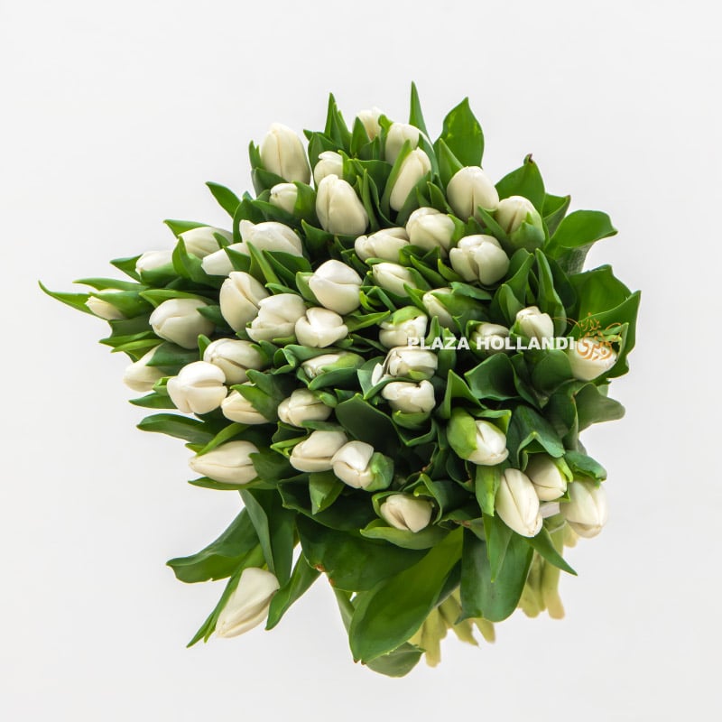 3.1 50 stems of white tulips