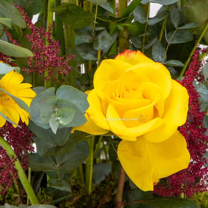 2 (3) close up of yellow rose