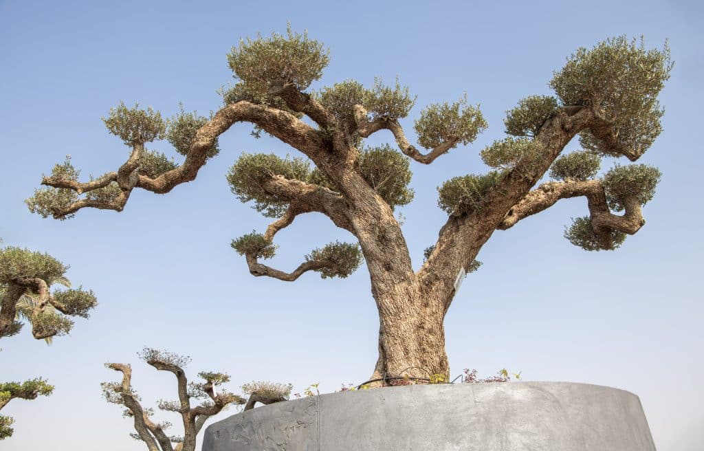Amazing Trees 14 Amazing Trees