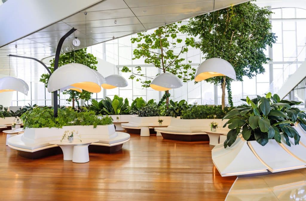 Amazing Trees 13 The best indoor plants
