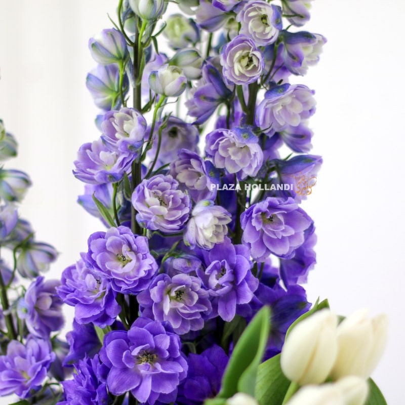 Hanan Flower Arrangement Hanan Flower Arrangement