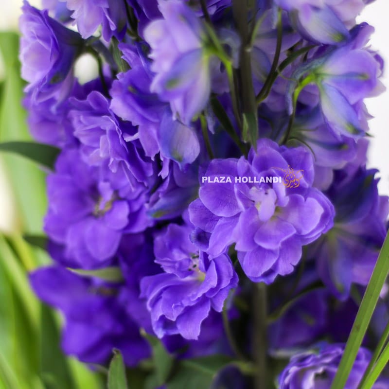 1.8 Hanan Flower Arrangement