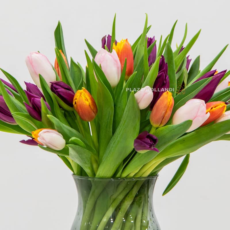 50 Mixed Tulips In A Glass Vase 50 Mixed Tulips In A Glass Vase