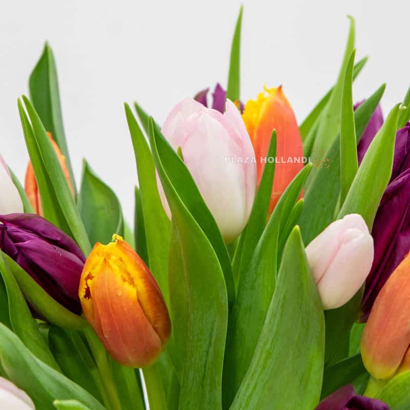 50 Mixed Tulips In A Glass Vase 50 Mixed Tulips In A Glass Vase