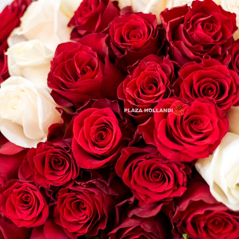 1.3 close up of red roses