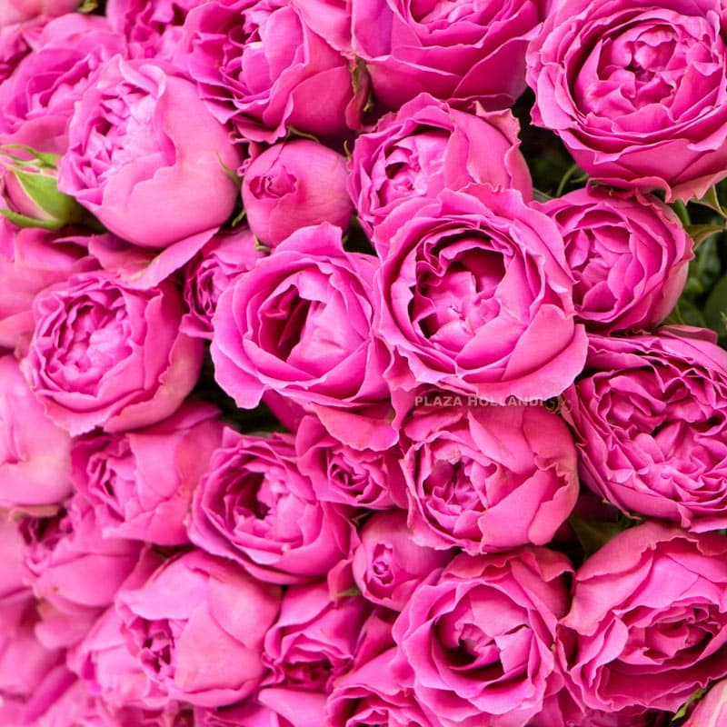 Misty Bubble Spray Roses Bouquet Misty Bubble Spray Roses Bouquet