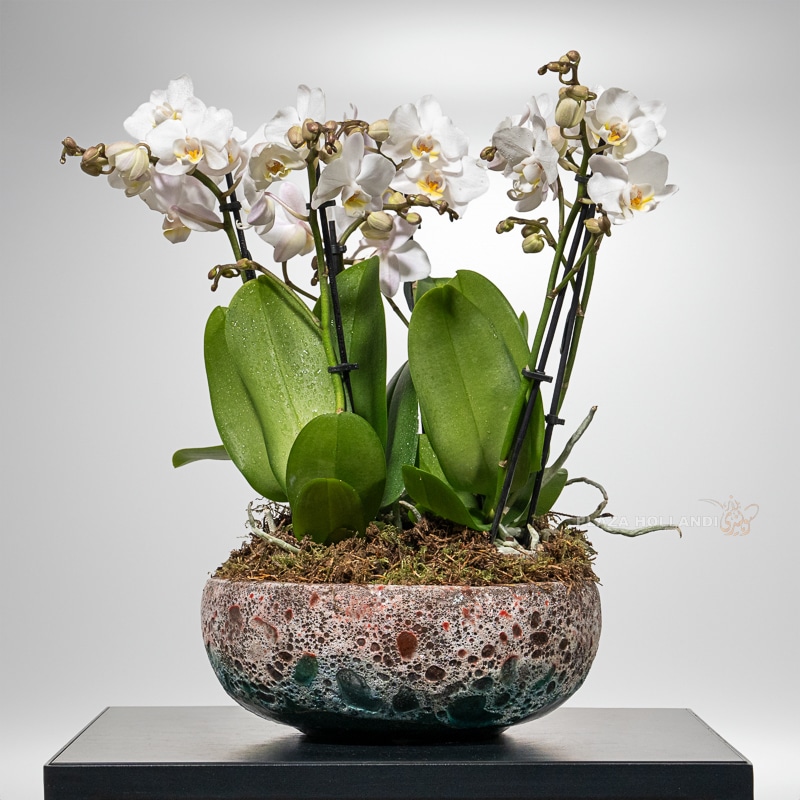 White Orchids in a Pot White Orchids in a Pot