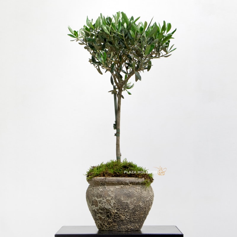 Olive Tree Olive Tree