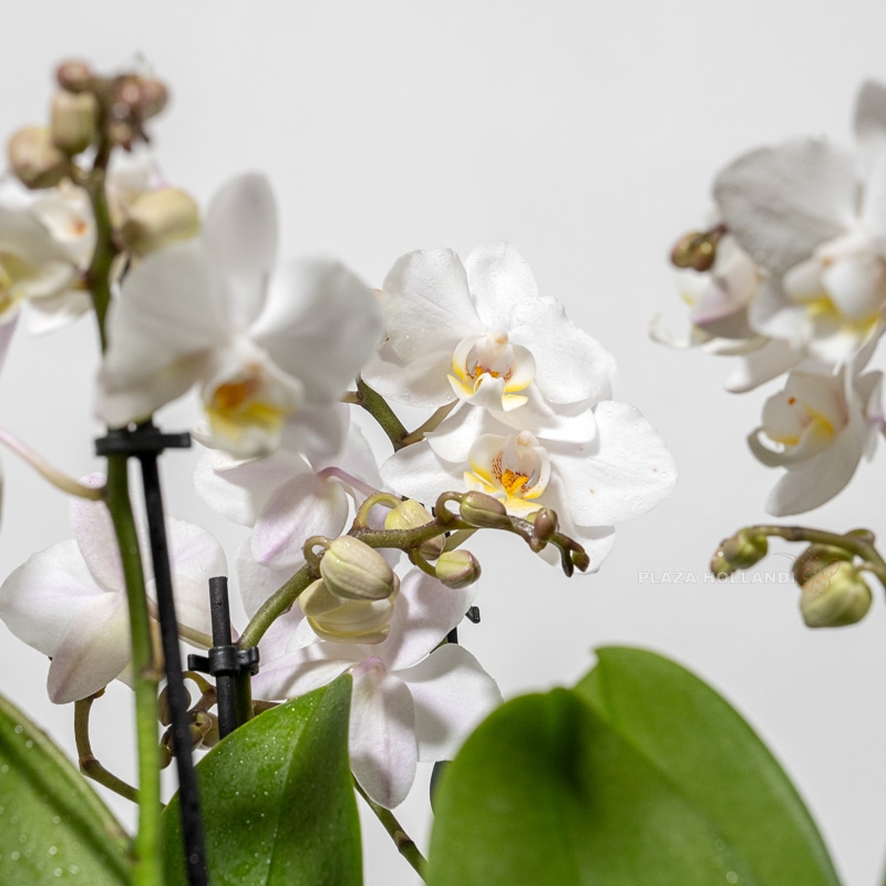 White Orchids in a Pot White Orchids in a Pot