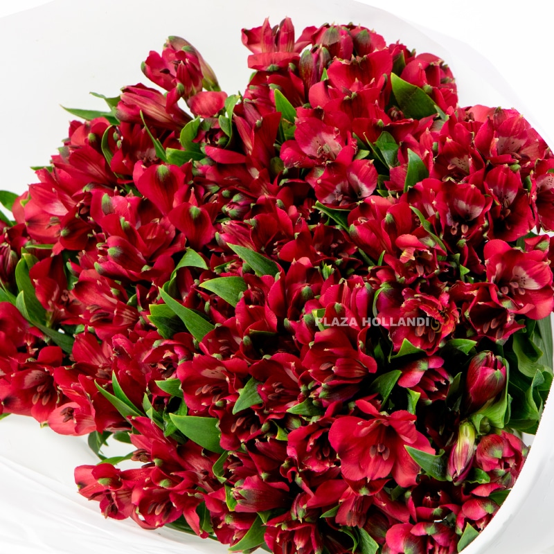Red Alstroemeria Bouquet Red Alstroemeria Bouquet
