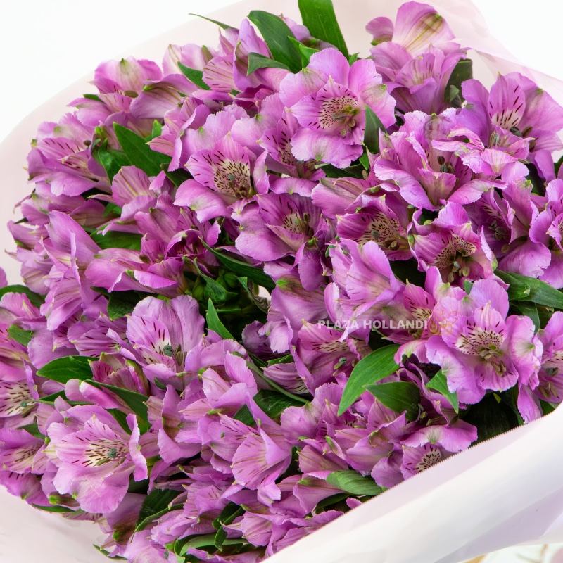Purple Alstroemeria Bouquet Purple Alstroemeria Bouquet