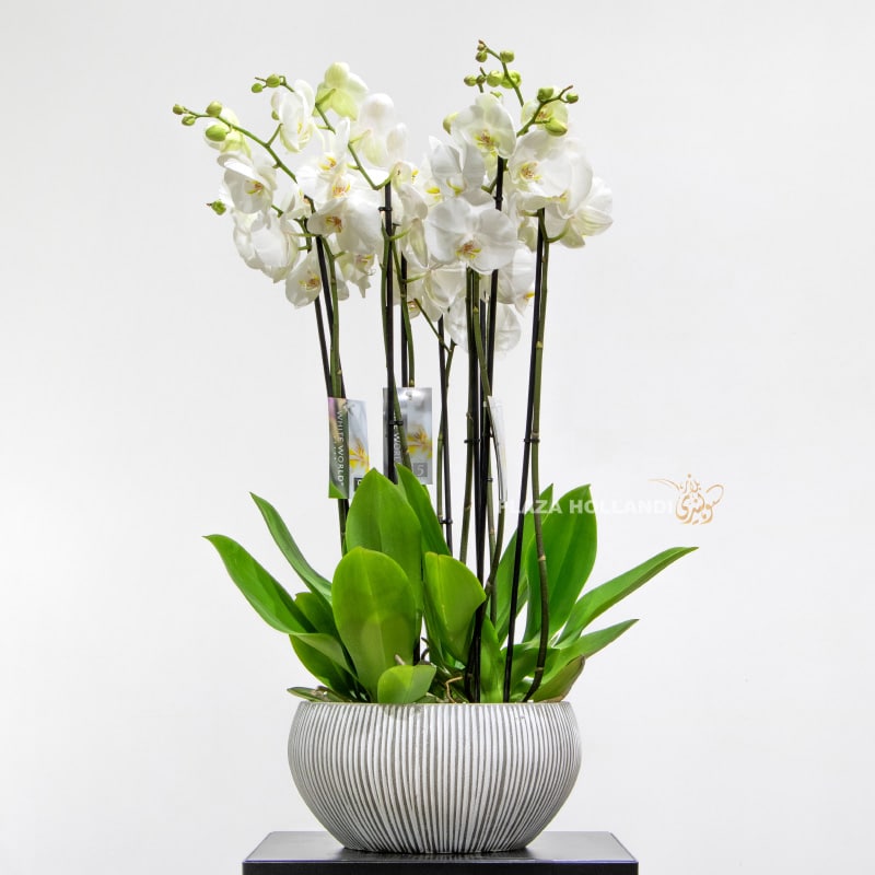 Four White Phalaenopsis Orchids In a Pot Four White Phalaenopsis Orchids In a Pot