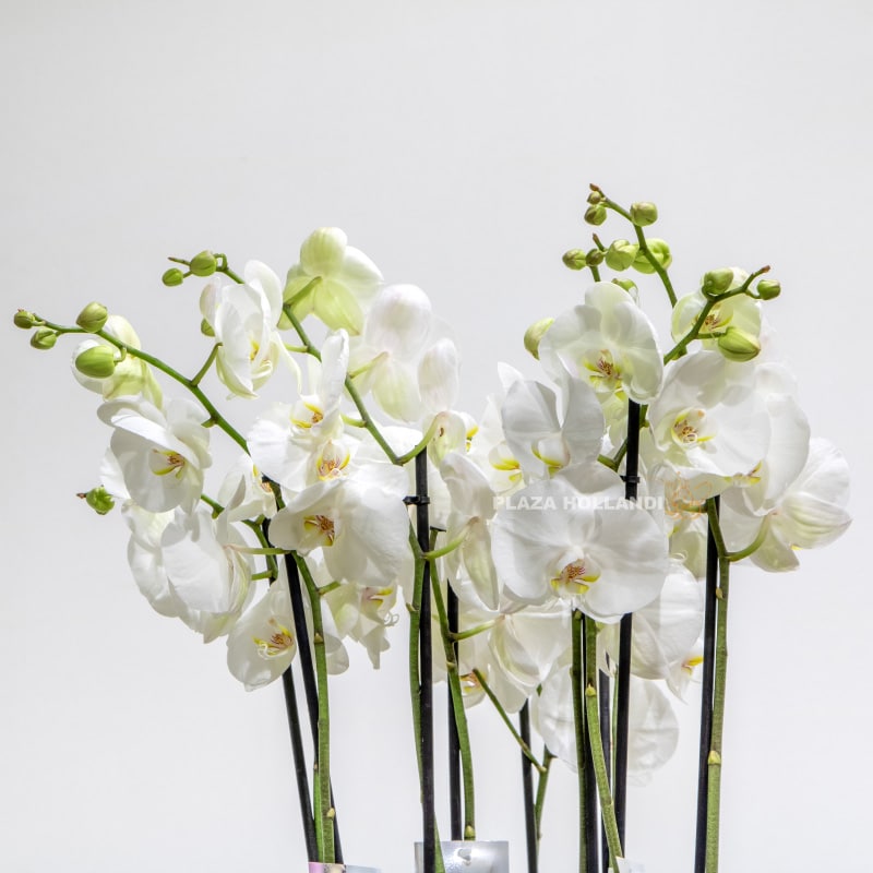 Four White Phalaenopsis Orchids In a Pot Four White Phalaenopsis Orchids In a Pot