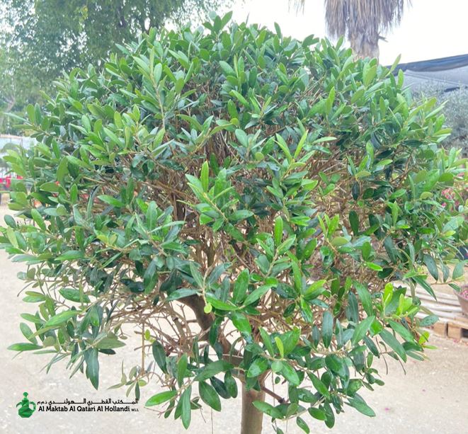 PL MDV057 Olea Europaea Ball On Stem