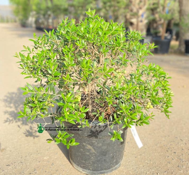PL OLV040 Olea Europea- Ball Shape