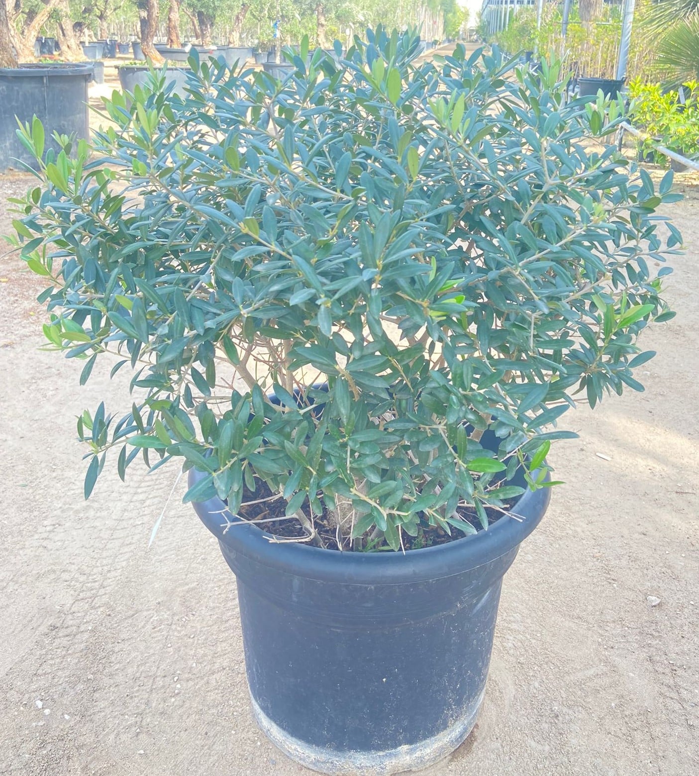 PL OLV040 Olea Europea- Ball Shape