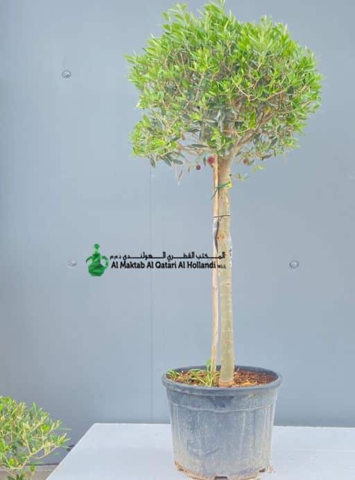 pl mdv057 Olea Europaea Ball On Stem