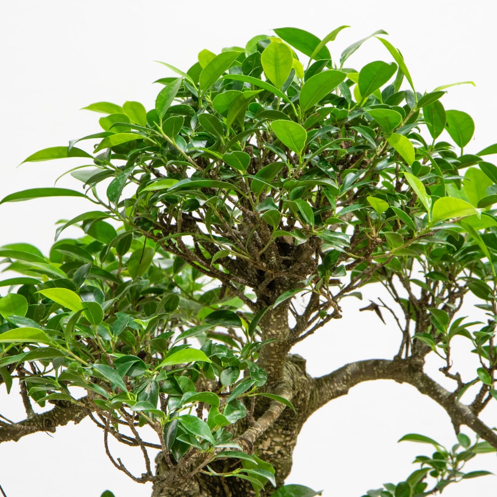 3.2 Bonsai Tree in a Green Pot
