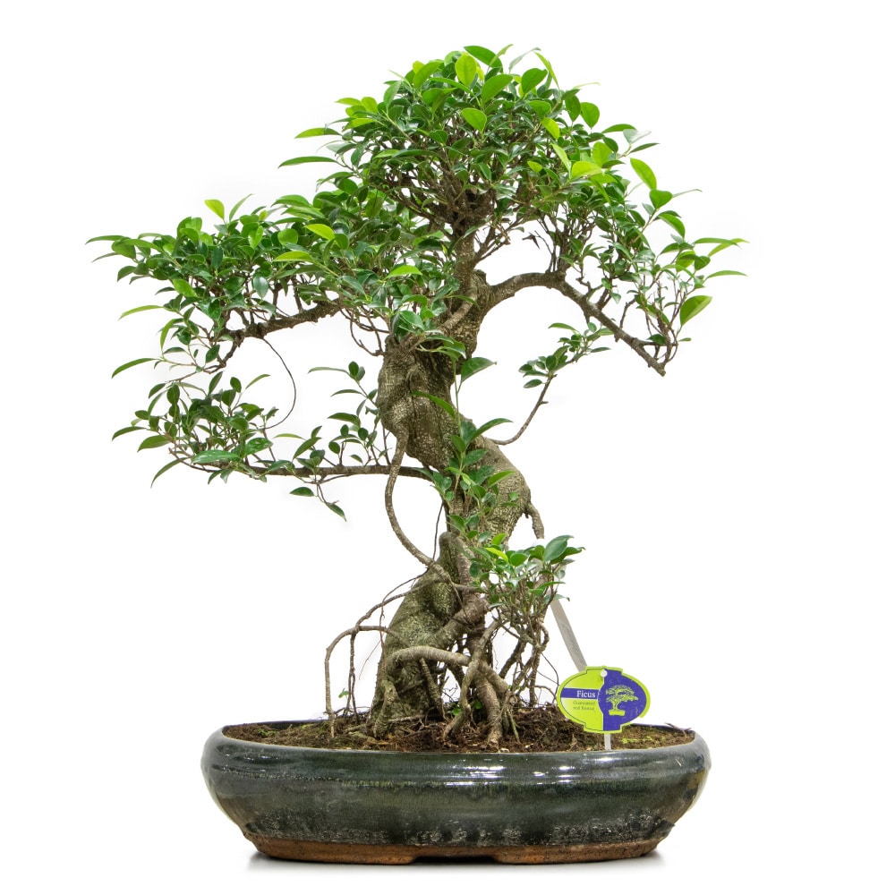 3. Bonsai Tree in a Green Pot