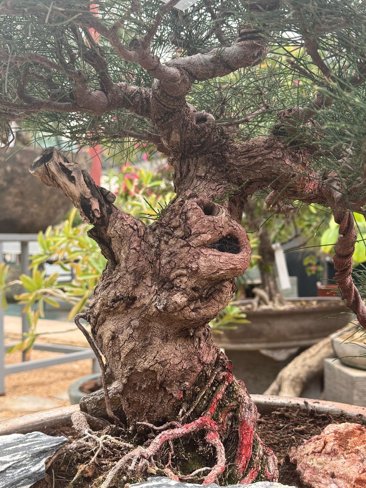 547e6c03-4c5e-44ad-80b0-451154eb5ab4 Casuarina Equisetifolia Bonsai