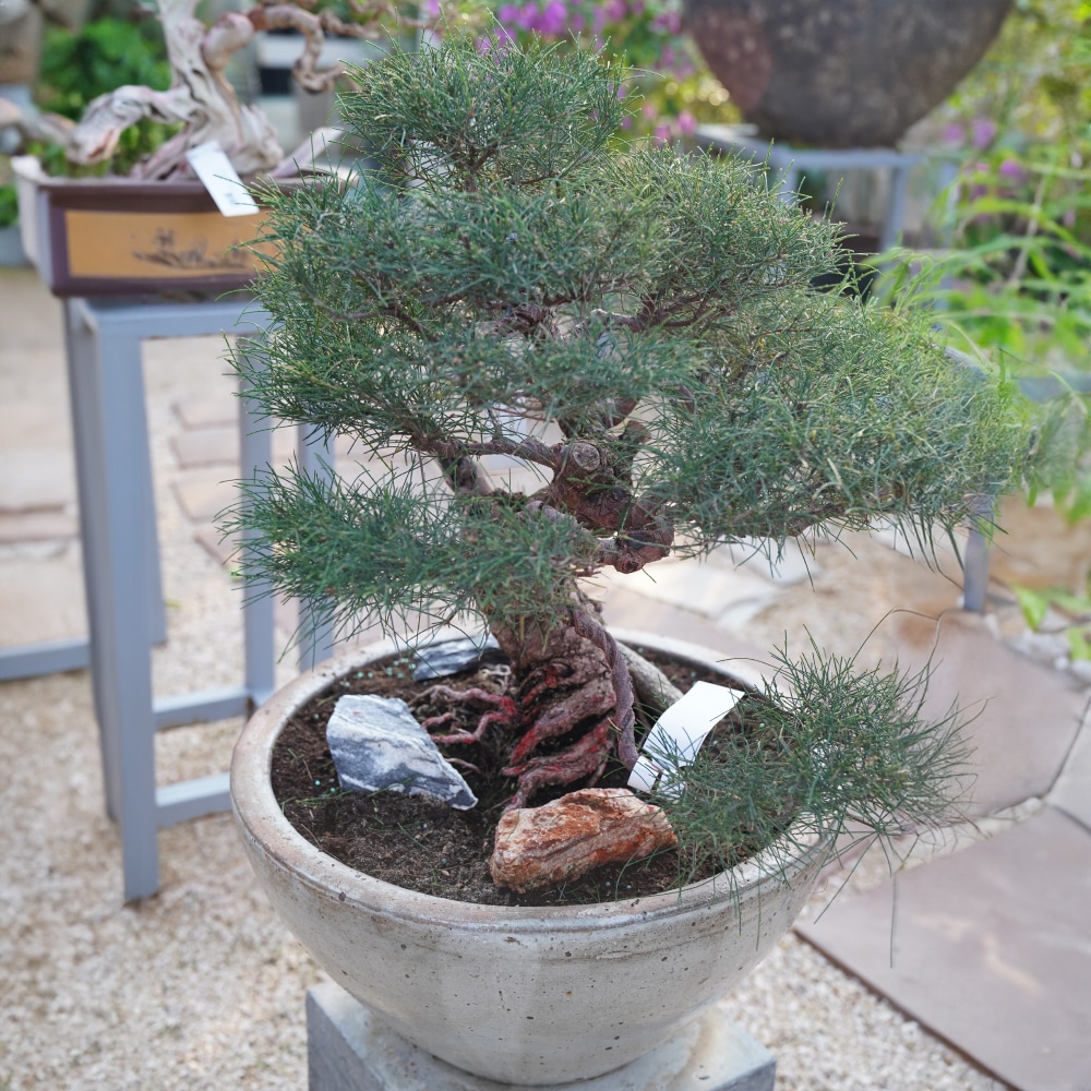 6 Casuarina Equisetifolia Bonsai