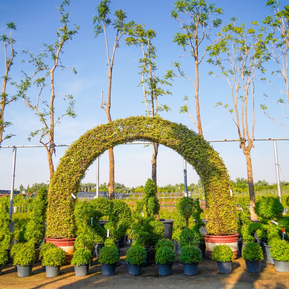 8 Bougainvillea Arch Shape