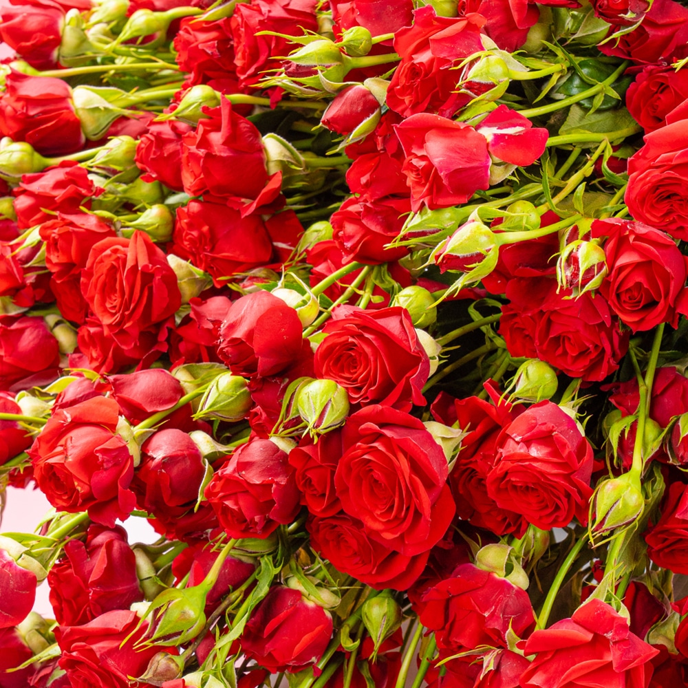 A9 1 Amour Blossom Spray