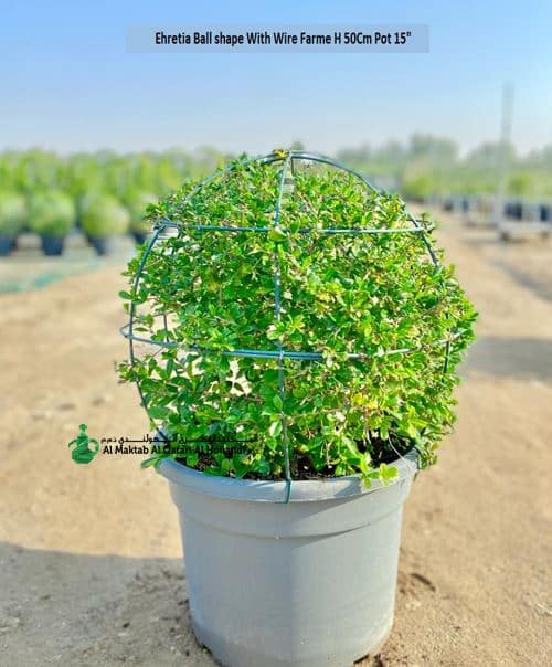 PL EHR018 Ehretia Microphylla Ball Shape With Frame
