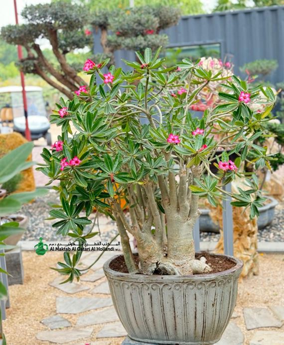PL WPK137 Adenium Obesum Bonsai