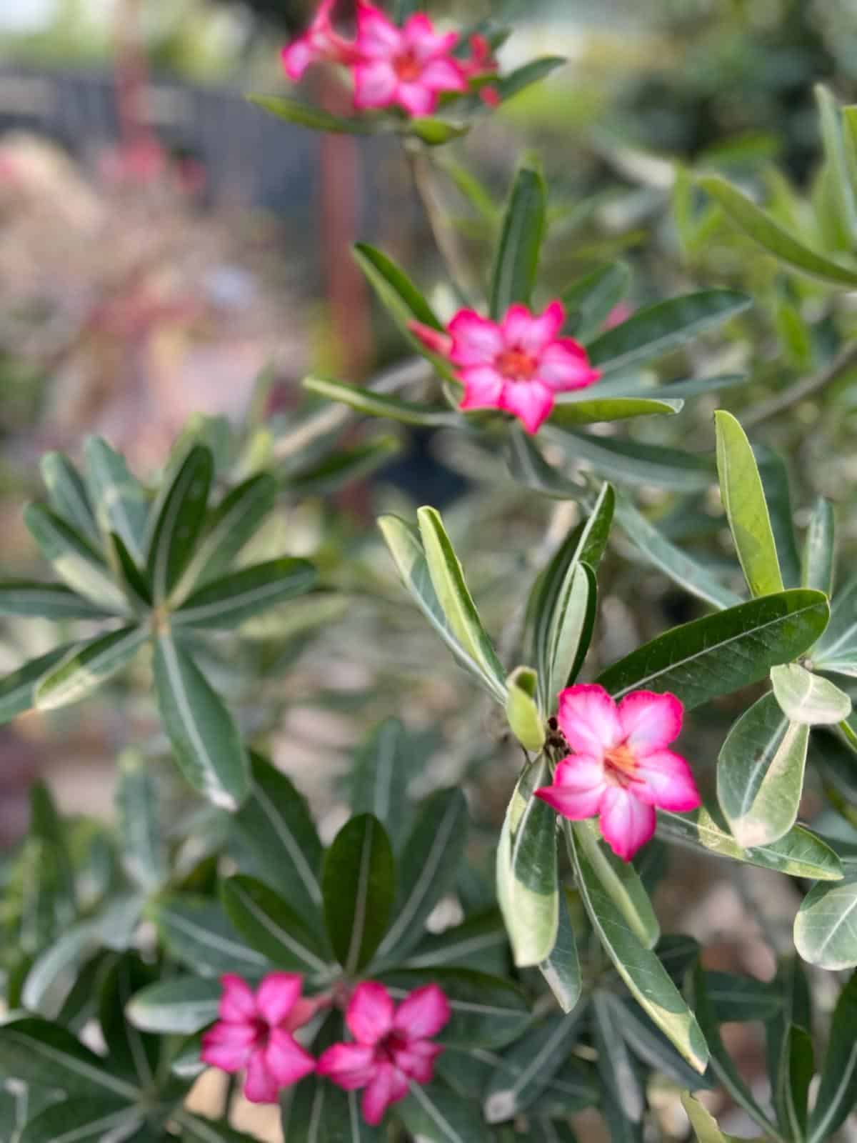 e1827f0a-4a4c-4bce-8c67-30afd4df8428 Adenium Obesum Bonsai