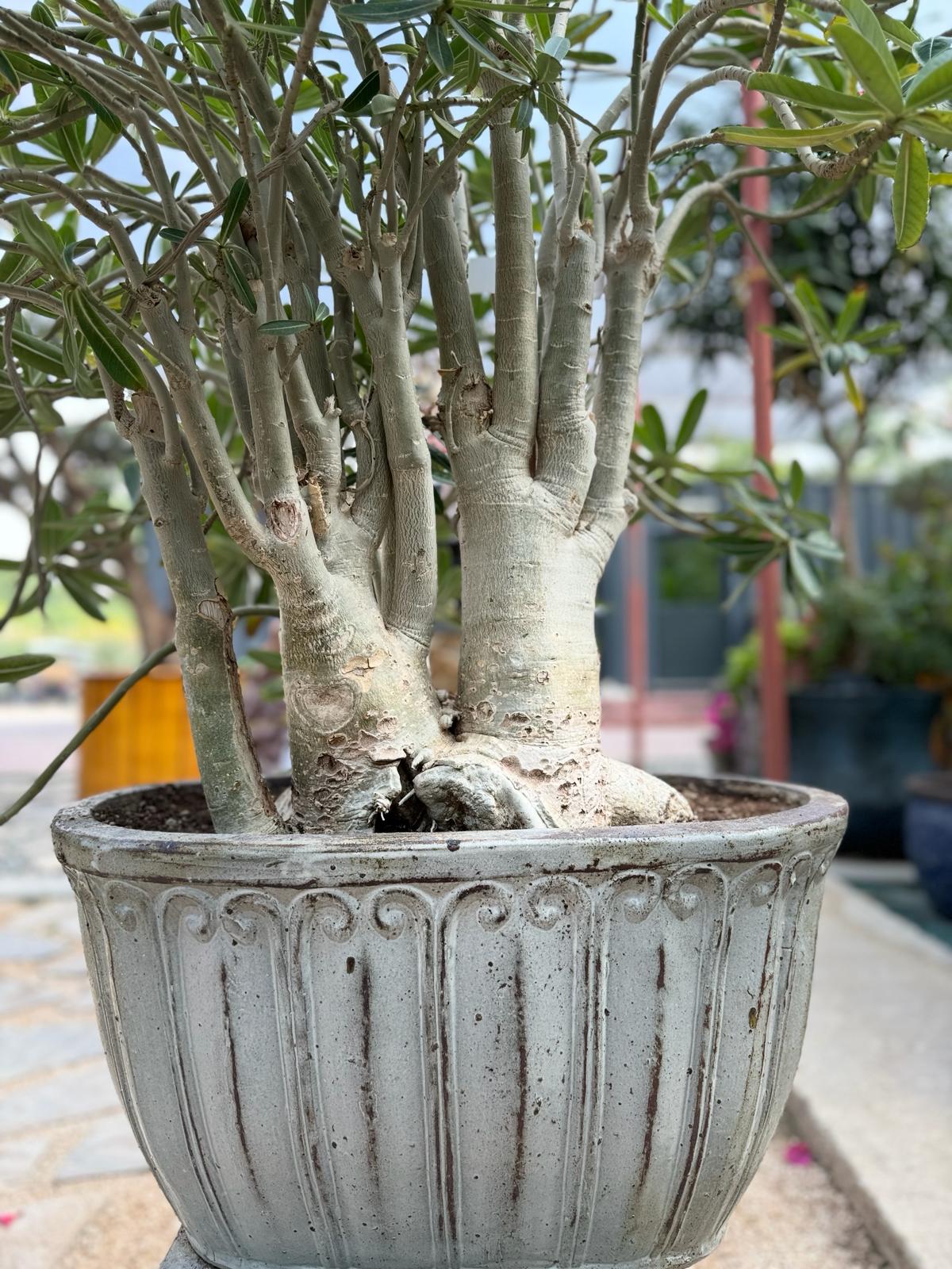 efd14fa6-81cc-4be0-a334-c9a93ebcb3ca Adenium Obesum Bonsai