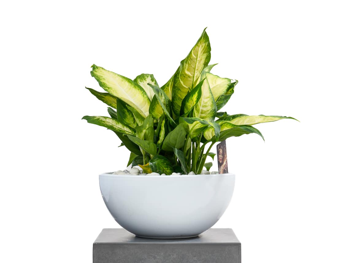 DSC00539 Dieffenbachia plant