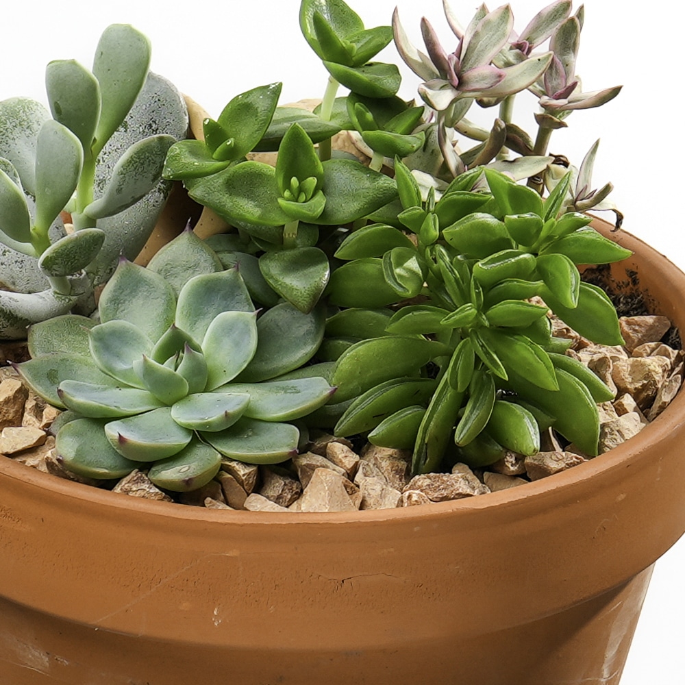 GCP 34 C Echeveria Mix