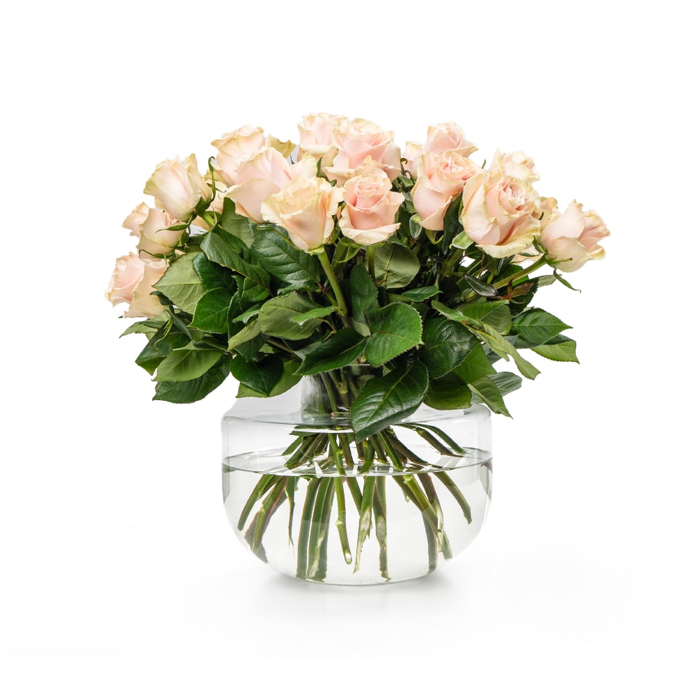 cover baby pink rose. Baby Pink Roses In a glass vase