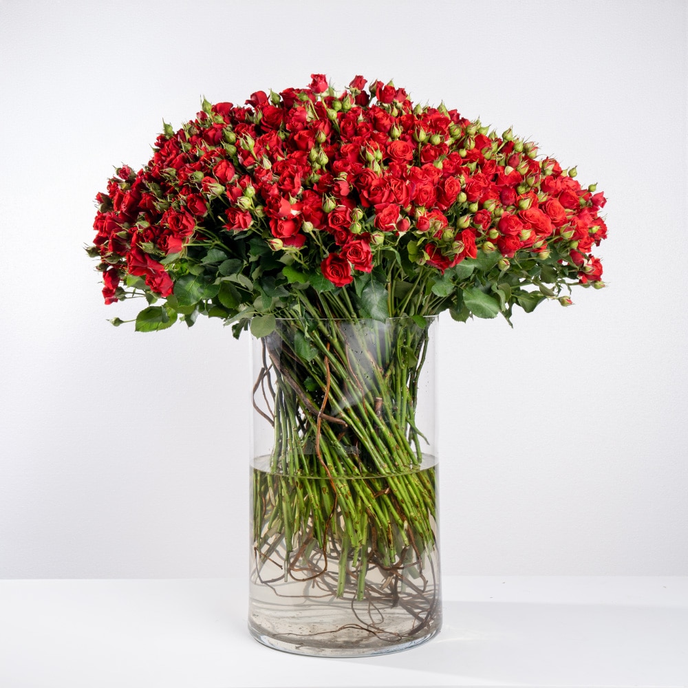 2 (2) Ruby Cascade: 125 Red Baby Roses in Clear Glass Vase