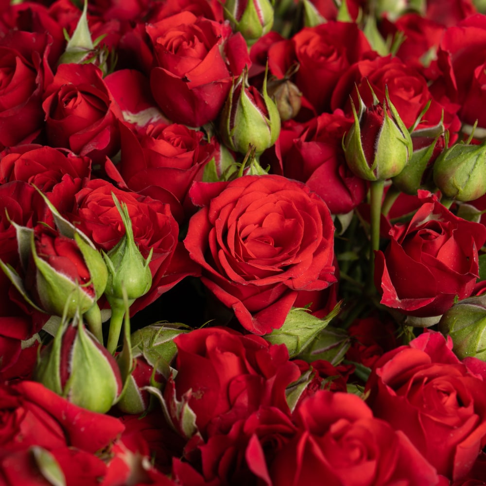 2.2 (2) Ruby Cascade: 125 Red Baby Roses in Clear Glass Vase