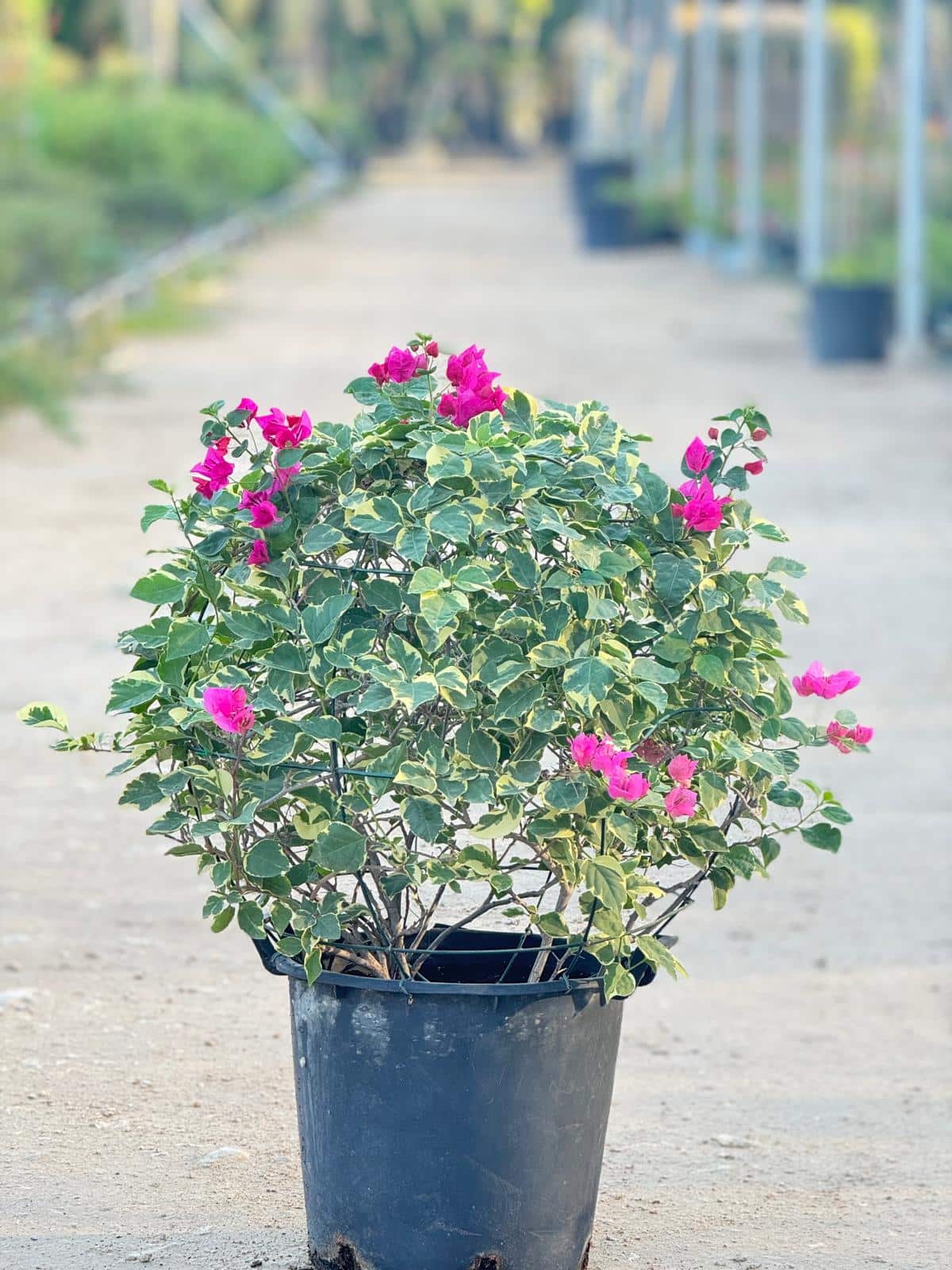 74484279-0cc2-46b1-a01c-234eef47ea8f Bougainvillea Rainbow